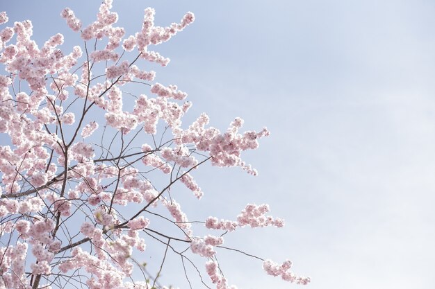 Beautiful wide shot of pink sakura flowers or cherry blossoms under a clear sky
