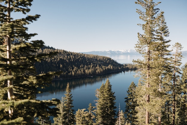 Foto gratuita bella panoramica di un mare circondato da alberi di pino