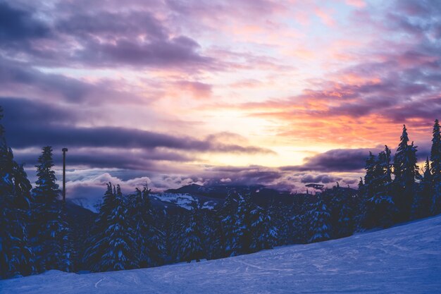 Beautiful wide shot of spruces under a pink and purple sky with clouds