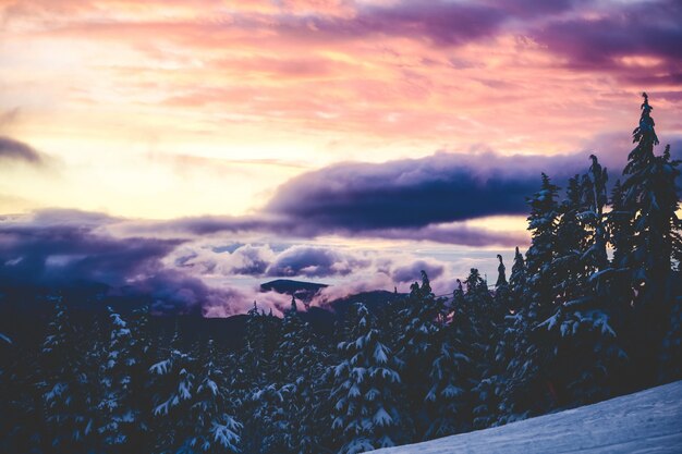 Beautiful wide shot of spruces under a pink and purple sky with clouds