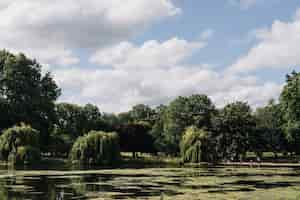 Foto gratuita bella panoramica degli alberi vicino ad un lago sotto un chiaro cielo blu con le nuvole bianche