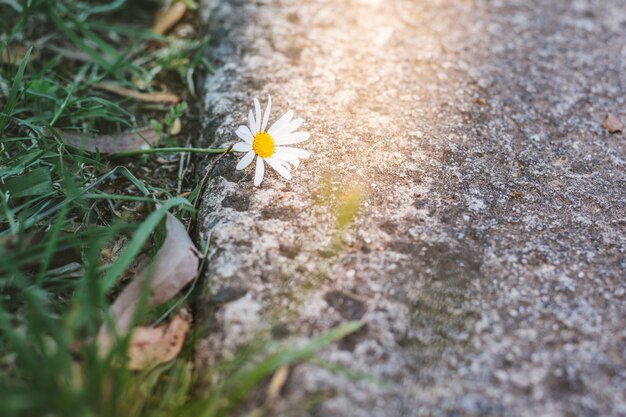 Beautiful wild daisy flower on roadside in sunlight.