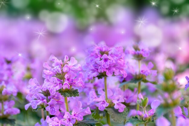 美しい野生の花のクローズアップマクロ、ピンク色。ソフトセレクティブフォーカス付き。