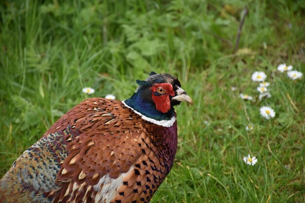 Beautiful wild game pheasant with striking red on his face.