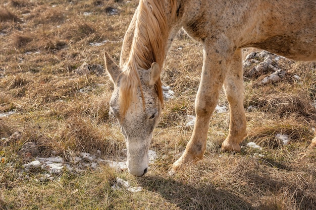 Красивая дикая лошадь в лесу