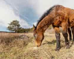 Free photo beautiful wild horse in the forest