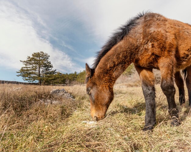 森の中の美しい野生の馬