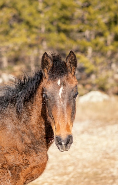 森の中の美しい野生の馬