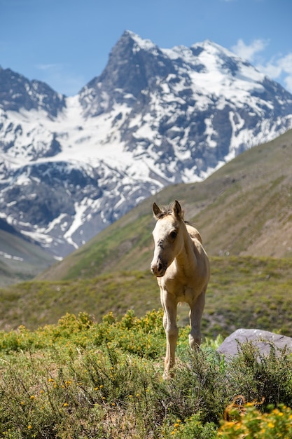 Beautiful wild horse  in the mountains
