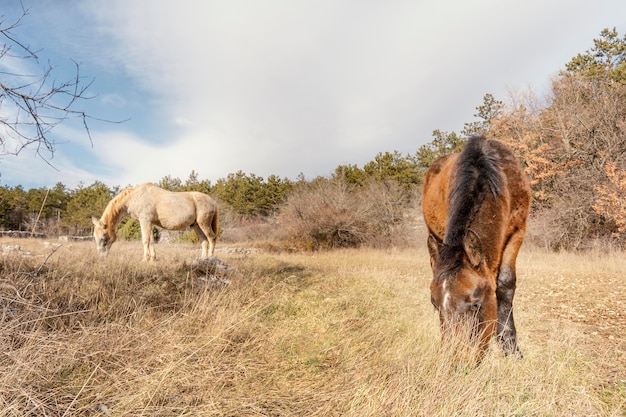 Beautiful wild horses in the forest