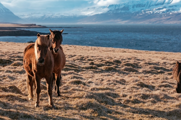 Free photo beautiful wild ponies in the field