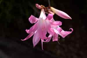 無料写真 美しい野生の路側の花belladonna lily、裸の女性としても知られています。