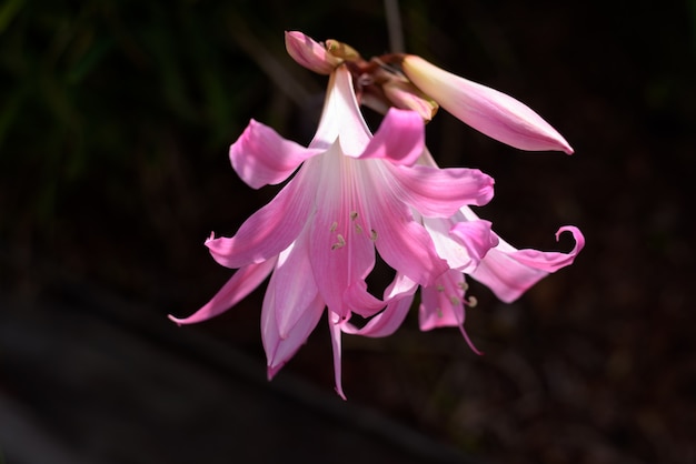 Naked Ladies로도 알려진 아름다운 야생 길가의 꽃 Belladonna Lily.