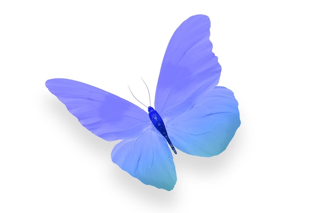 Красивые крылья голубой бабочки на белом фоне