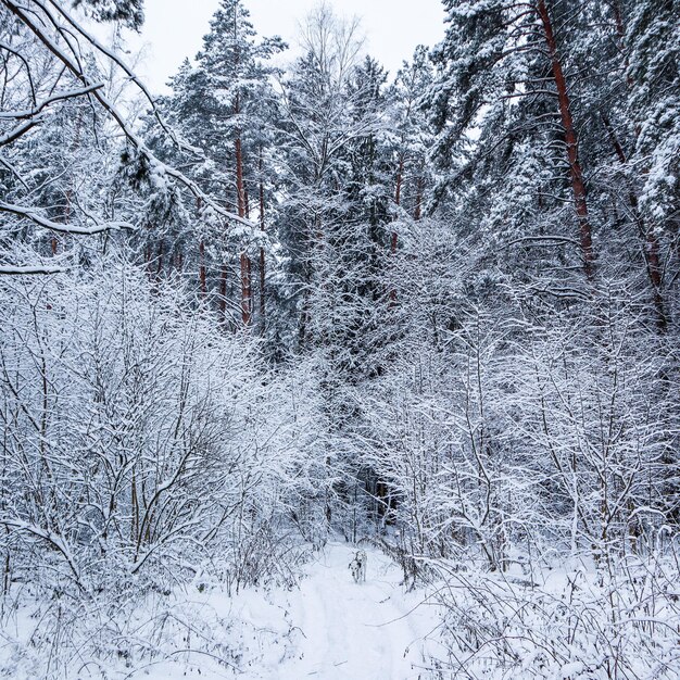 Beautiful winter forest with a lot of twigs covered in snow running dalmatian on a white snow path