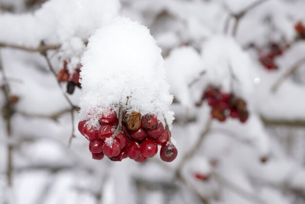 빨간 둥근 열매의 아름다운 겨울 이미지는 겨울 동안 눈으로 덮여