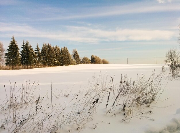 Beautiful winter landscape. snowy field, forest and blue sky on a frosty sunny day