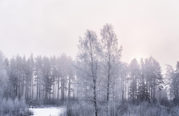 美しい冬の風景。早朝の雪に覆われた森
