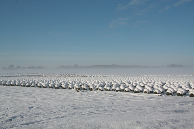 네덜란드 브라반트의 눈으로 덮인 관목 행이 있는 아름다운 겨울 풍경