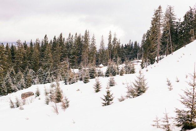Beautiful winter landscape with coniferous trees