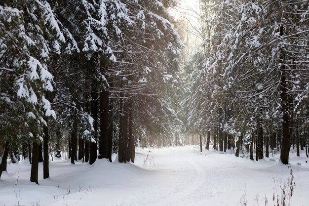 Beautiful winter landscape with forest