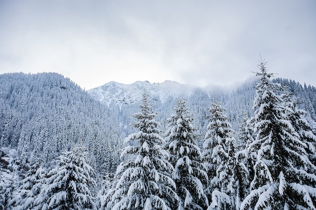 大雪に覆われた木々のある美しい冬の風景。魔法の風景