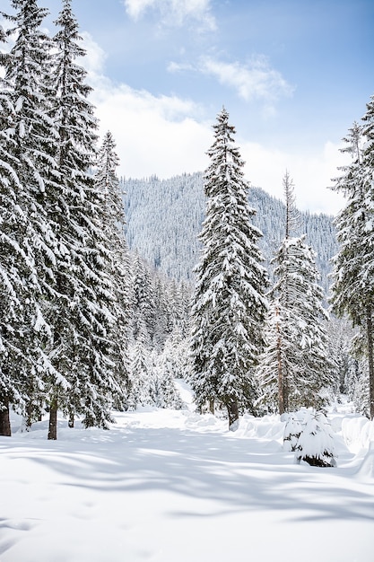 大雪に覆われた木々のある美しい冬の風景。魔法の風景