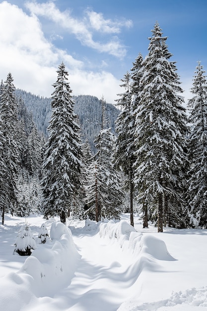 Красивый зимний пейзаж с деревьями под сильным снегом. Волшебный пейзаж