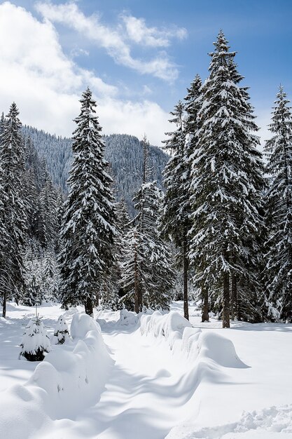 大雪に覆われた木々のある美しい冬の風景。魔法の風景