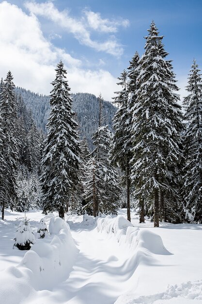 폭설 아래 나무와 아름 다운 겨울 풍경입니다. 마법 같은 풍경
