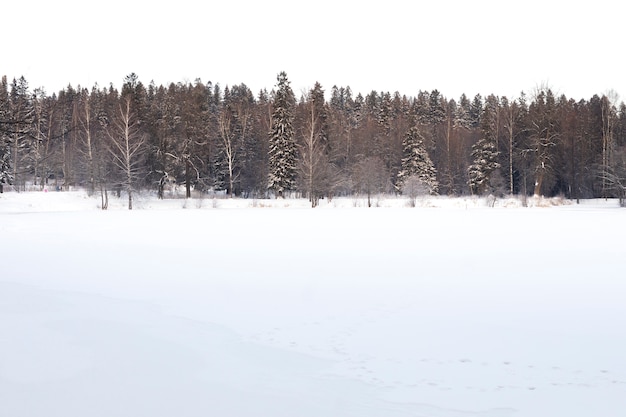 Beautiful winter landscape with trees