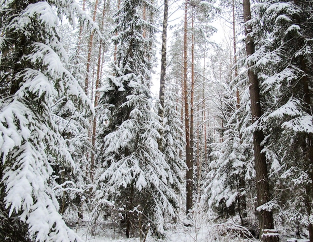 Beautiful winter snowy forest with snow covered trees, a fairy tale, mystery