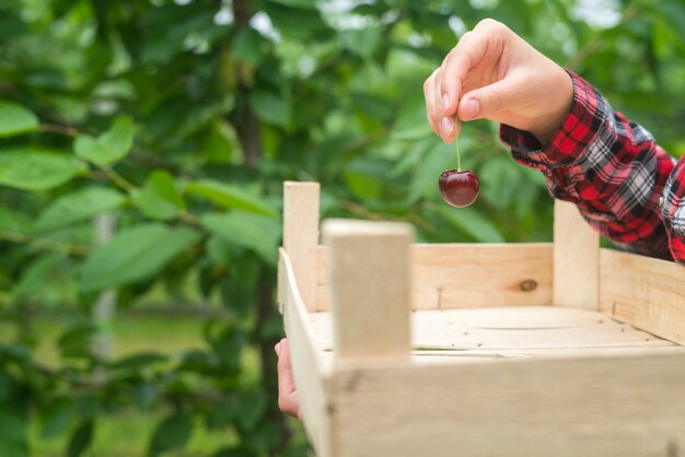 緑の果樹園で桜の果実を保持している美しい女性農家