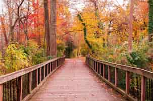 Foto gratuita bellissimo sentiero in legno che porta gli alberi colorati mozzafiato in una foresta