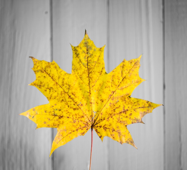 beautiful yellow autumn leaf on old white wood closeup