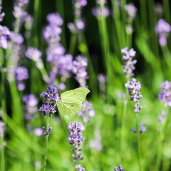 Beautiful yellow butterfly on a purple lavender flower in a sunny garden