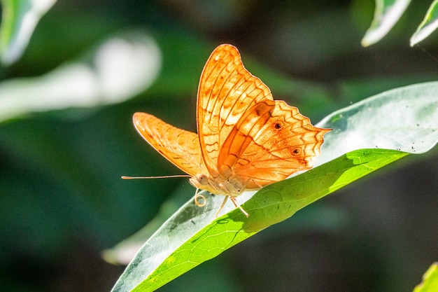 Красивая желтая бабочка сидит на листе