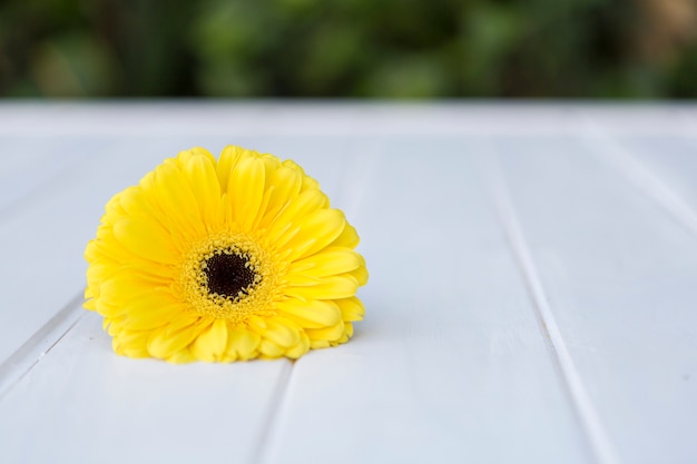 Beautiful yellow daisy on white surface