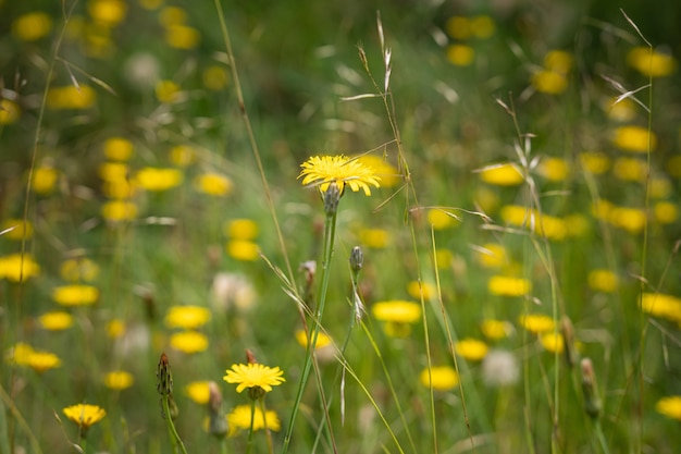 Free photo beautiful yellow dandelion flowers in a field