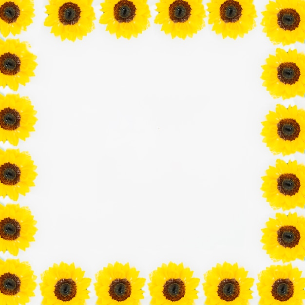 白いフレームを形成する美しい黄色の花