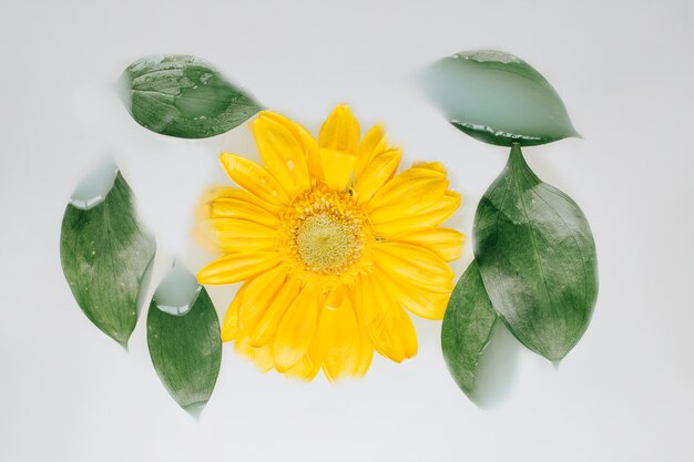 Beautiful yellow flower and leaves