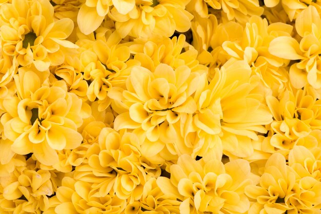 美しい黄色の花のマクロ