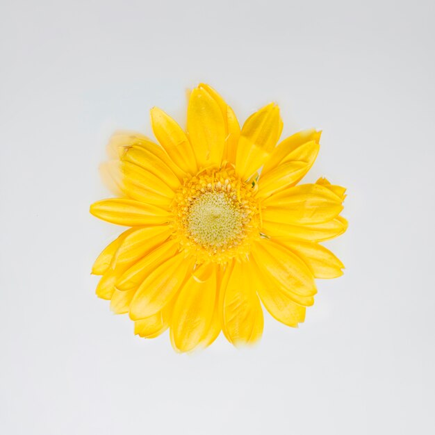 Красивый желтый цветок