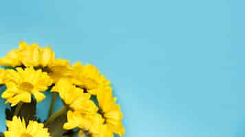 Free photo beautiful yellow flowers  on blue background copy space
