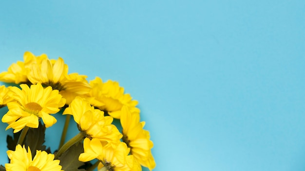 파란색 배경 복사 공간에 아름 다운 노란 꽃