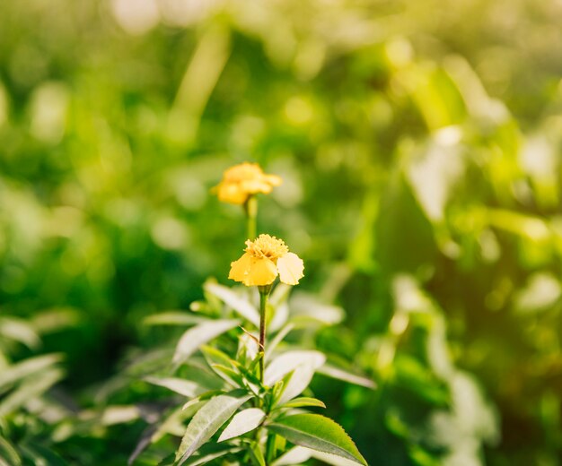 Beautiful yellow flowers of thyme plant in the sunlight