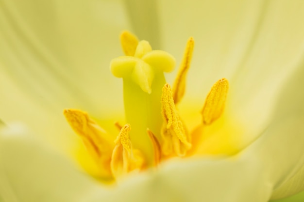 無料写真 美しい黄色の生花の雌しべ