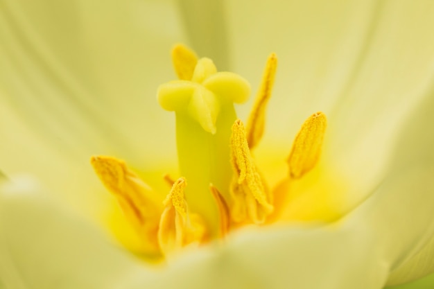 美しい黄色の生花の雌しべ