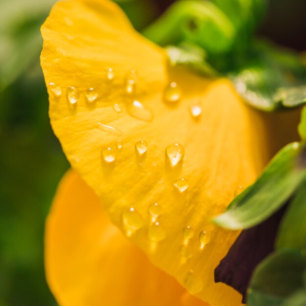 Beautiful yellow fresh petals with dew
