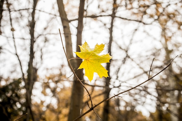 Free photo beautiful yellow leaf weighs himself on a branch, closeup